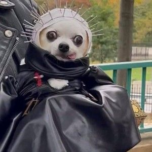 Meet your Posher, Robin